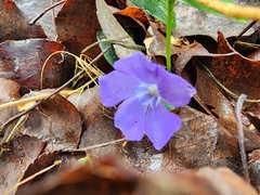 Vinca minor