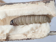 Myelois circumvoluta