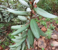 Euclea natalensis magutensis