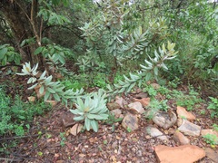 Euclea natalensis magutensis