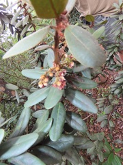 Euclea natalensis magutensis