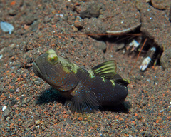 Cryptocentrus fasciatus