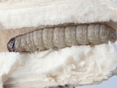 Myelois circumvoluta