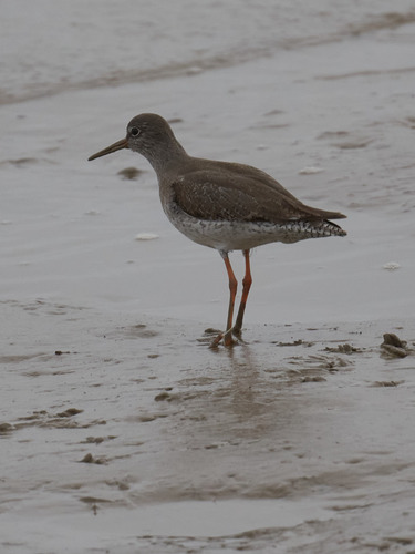 Archibebe común (Tringa totanus)