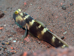 Cryptocentrus fasciatus