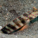 Pink Shrimpgoby - Photo (c) uwkwaj, some rights reserved (CC BY-NC), uploaded by uwkwaj