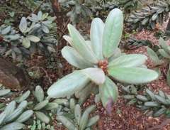 Euclea natalensis magutensis