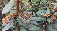 Euclea natalensis magutensis