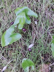Arisarum vulgare