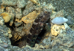 Cryptocentrus caeruleomaculatus