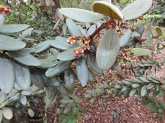 Euclea natalensis magutensis