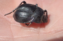 Nyctelia