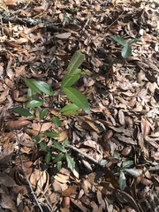 Magnolia grandiflora