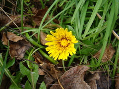 Taraxacum officinale