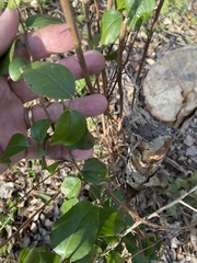 Zanthoxylum hirsutum