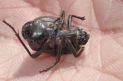 Nyctelia