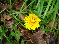 Taraxacum officinale