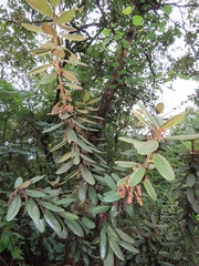 Euclea natalensis magutensis