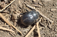 Nyctelia