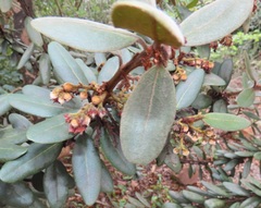 Euclea natalensis magutensis