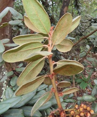 Euclea natalensis magutensis