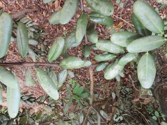 Euclea natalensis magutensis