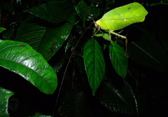 Celidophylla albimacula