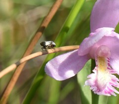 Graphocephala hieroglyphica