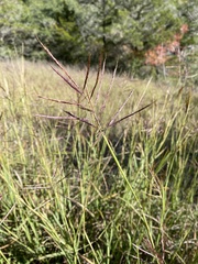Bothriochloa bladhii