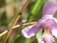 Graphocephala hieroglyphica