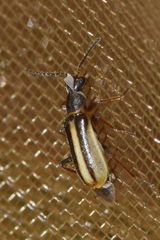 Attalus limbatus