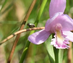 Graphocephala hieroglyphica