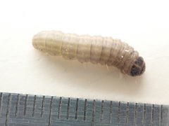 Myelois circumvoluta