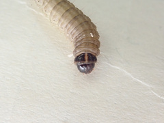 Myelois circumvoluta