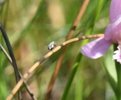 Graphocephala hieroglyphica