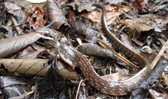 Chironius grandisquamis