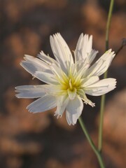 Atrichoseris platyphylla