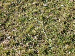 Thaumetopoea herculeana