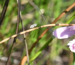 Graphocephala hieroglyphica
