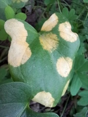 Phyllosiphon arisari