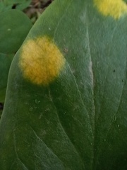 Phyllosiphon arisari