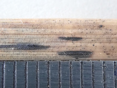 Dothideomycetes