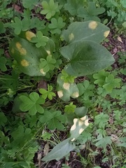 Phyllosiphon arisari