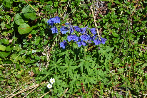 Image of Delphinium chamissonis by no rights reserved
