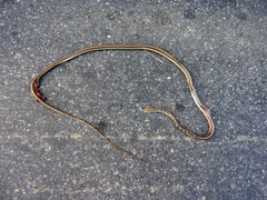 Dendrelaphis tristis