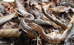 Chironius grandisquamis