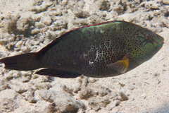 Calotomus viridescens