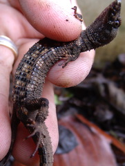 Panama Teiid photo 4
