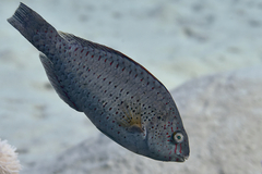 Calotomus viridescens