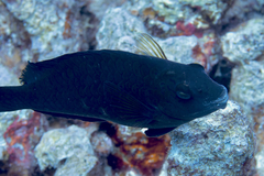 Calotomus viridescens